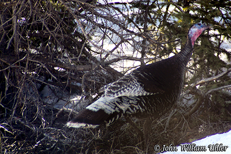 Yellowstone Turkey Spring 2014 ~ © Copyright All Rights Reserved John William Uhler