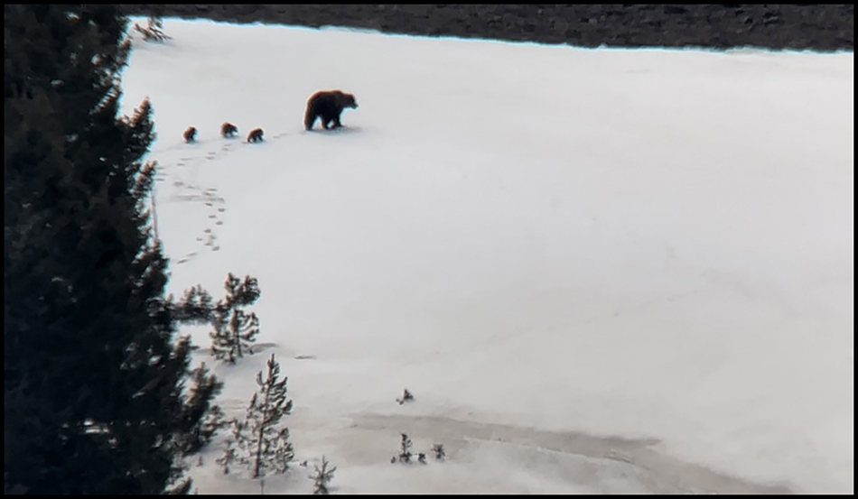 Yellowstone Grizzly Bear taken May 23rd, 2022 ~ © Copyright All Rights Reserved